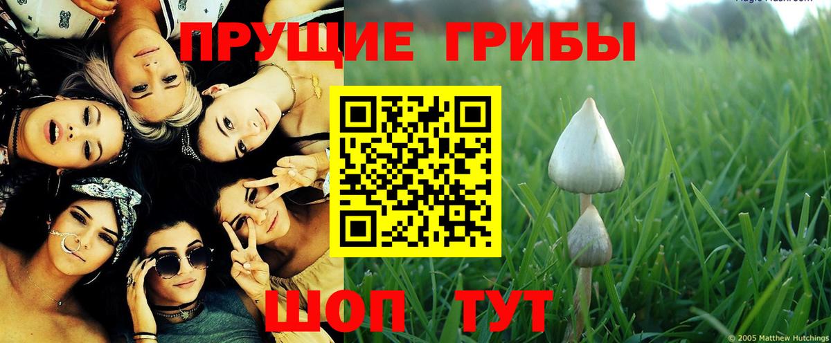 где купить   Вход с VPN  Псилоцибиновые грибы Psilocybine cubensis  Балашиха  Псилоцибиновые грибы мицелий 